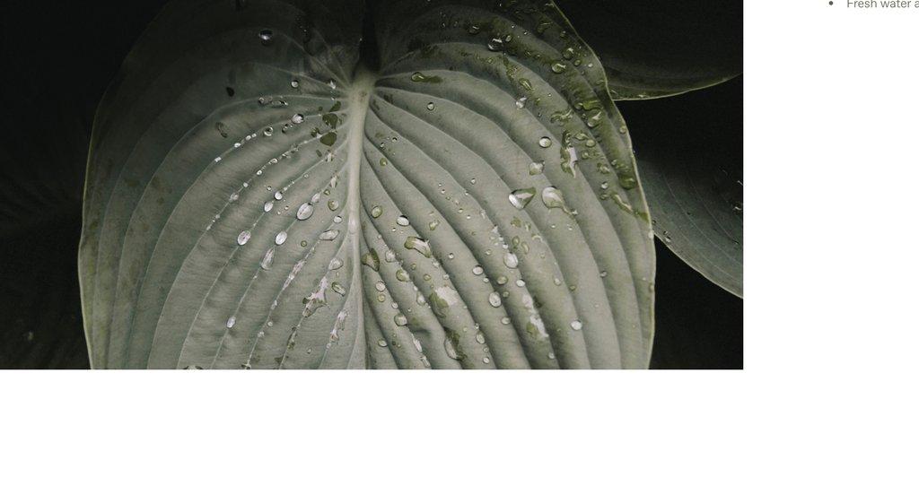 03 Water Management Leaf