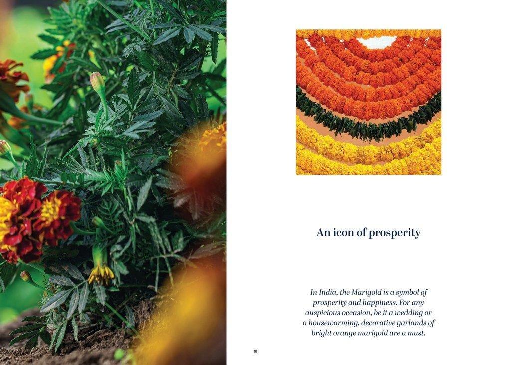 Prestige Marigold Phase2 15